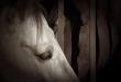 Equine Welfare Advocates Urge Congress to Support Van Drew-Titus Amendment to Protect Horses from Slaughter Pipeline