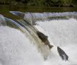 Kleinschmidt Associates to Lead Fish Passage Workshop at 2026 Canadian Dam Association Conference