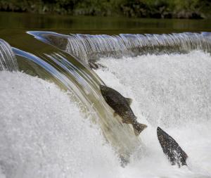 Kleinschmidt Associates Canada will present a full-day fish passage workshop at the 2026 Canadian Dam Association (CDA) Annual Conference & Trade Show Fish Passage 101 Workshop