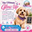 Senior Dog Groomers Earn Top-Rated Reputation at Sun City Grooming Through Specialized Care for Elderly Pets