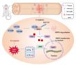 STUB1 pathway shields neurons after spinal cord injury