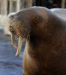 TideBreakers Calls for Transparency Following the Death of SeaWorld's Beloved Walrus Chou Chou