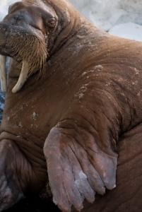Chou Chou the walrus