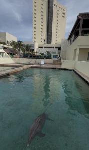 Dolphin in a pool at Hyatt-Ziva, Cancun