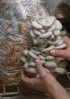 Gachwala Offers Oyster and Milky Mushroom Cultivation Training Through Online and Offline Sessions