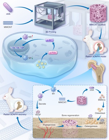 Coral-Inspired Scaffold Reprograms Immune Cells to Promote Bone Regeneration