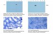  Lab Secondary‑Antibody Selection Guide: Cloud‑Clone Shares Tips for Efficient Reagent Matching