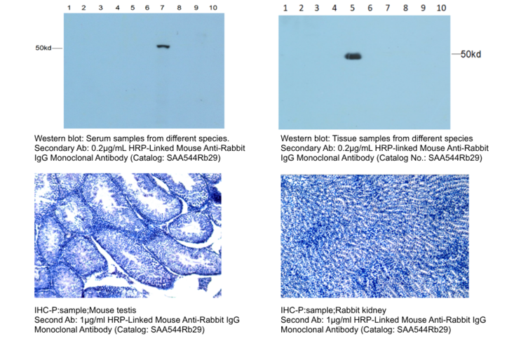 Lab Secondary‑Antibody Selection Guide: Cloud‑Clone Shares Tips for Efficient Reagent Matching