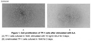 Figure 1. Cell proliferation of TF-1 cells after stimulated with IL4.