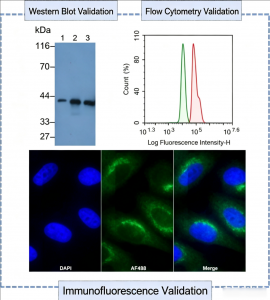 Figure 2. Multi-dimensional validation of Creatine Kinase monoclonal antibody: Western Blot, Flow Cytometry and Immunofluorescence