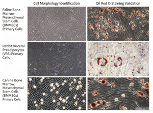 Figure 3. Morphology identification and Oil Red O staining validation of primary cells (feline BMMSCs, rabbit visceral preadipocytes, canine BMMSCs