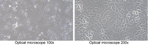Figure 1: Cellular morphology of CloudClone primary mouse osteoblasts