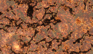 Figure 3: Functional identification of CloudClone mouse osteoblasts via Von Kossa mineralization staining