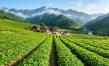 Is Certified Organic Fertility Tea the Key to Managing Hormonal Fluctuations? The Science Behind Herbal Wellness