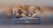 New Routines, Same Cozy Comfort: Friends Forever Pets Launches Back-to-School Sale