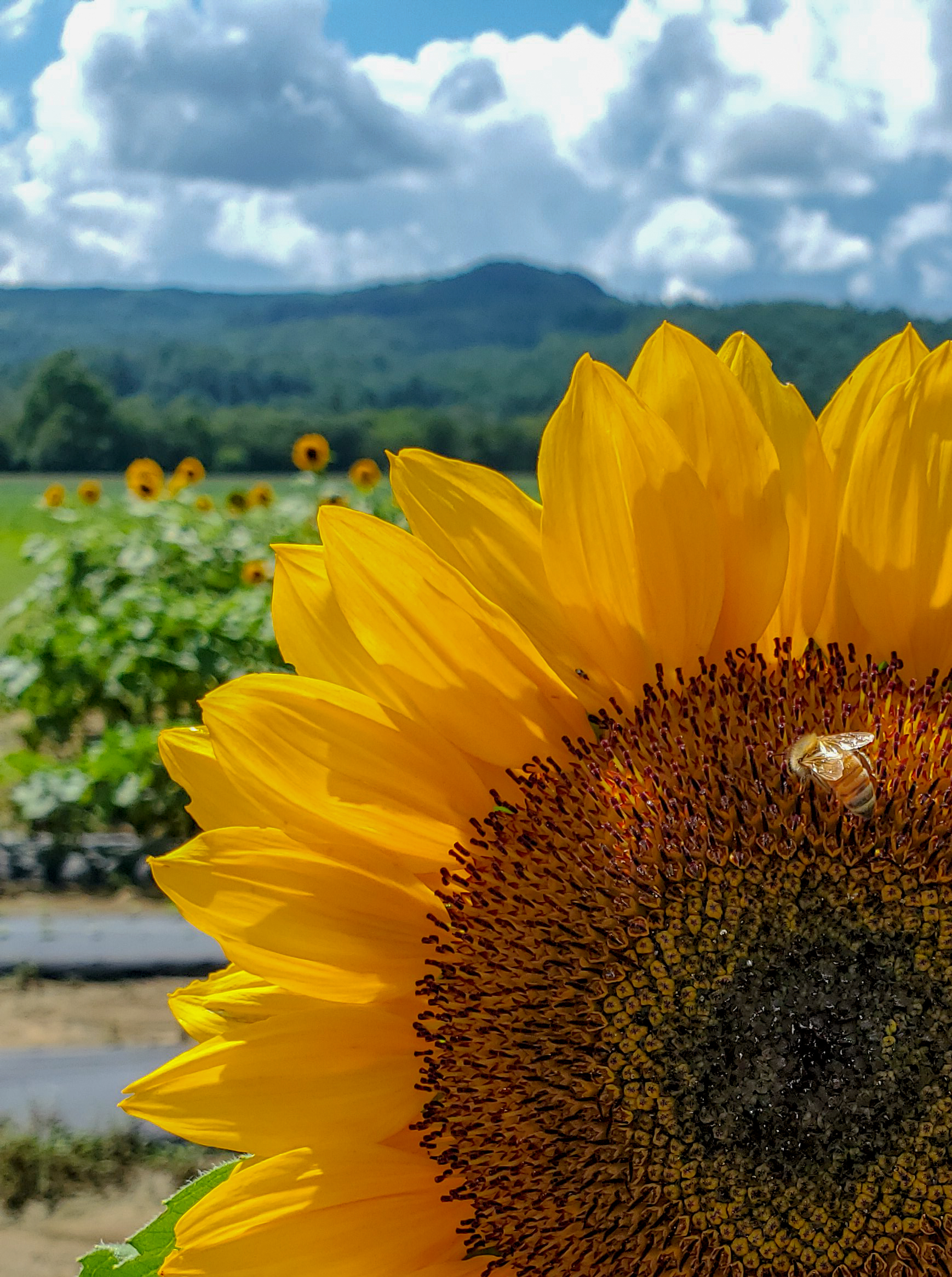 How to Harvest Sunflower Seeds in 2026: American Meadows Experts Share When to Cut, Dry and Save Seeds