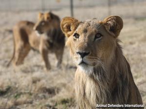 Adolescent lions BenTzur and Ori, rescued from the illegal wildlife trade in Israel, have stepped out onto the land of their ancestors at the Animal Defenders International (ADI) Wildlife Sanctuary in Free State, South Africa