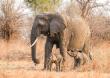 Tanzania Safaris Takes Travelers Beyond the Game Drive With New 2027 Immersive Adventures
