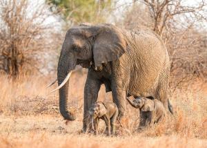 Tanzania Safaris Company