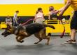 Sit Happens! Companion Dog Training Recognized for Force-Free Dog Training