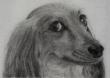 Capturing the Soul of Animal Companions: KruseAtelier Launches Exquisite Custom Graphite Pet Portraits