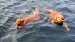 Top 10 Best Lakes for Dog-Friendly Travel