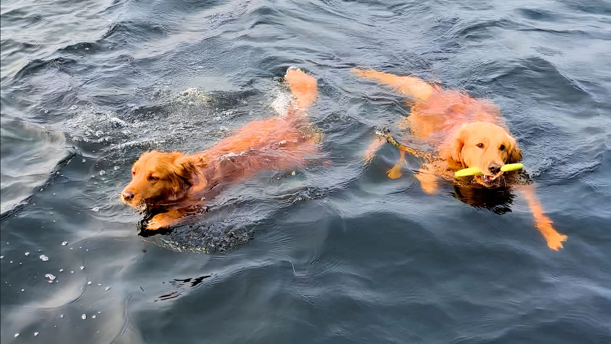 Top 10 Best Lakes for Dog-Friendly Travel