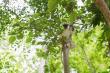 Madagascar's Golden-crowned Sifaka Named Among 100 Species Selected for Recovery by the Phoenix Species Project