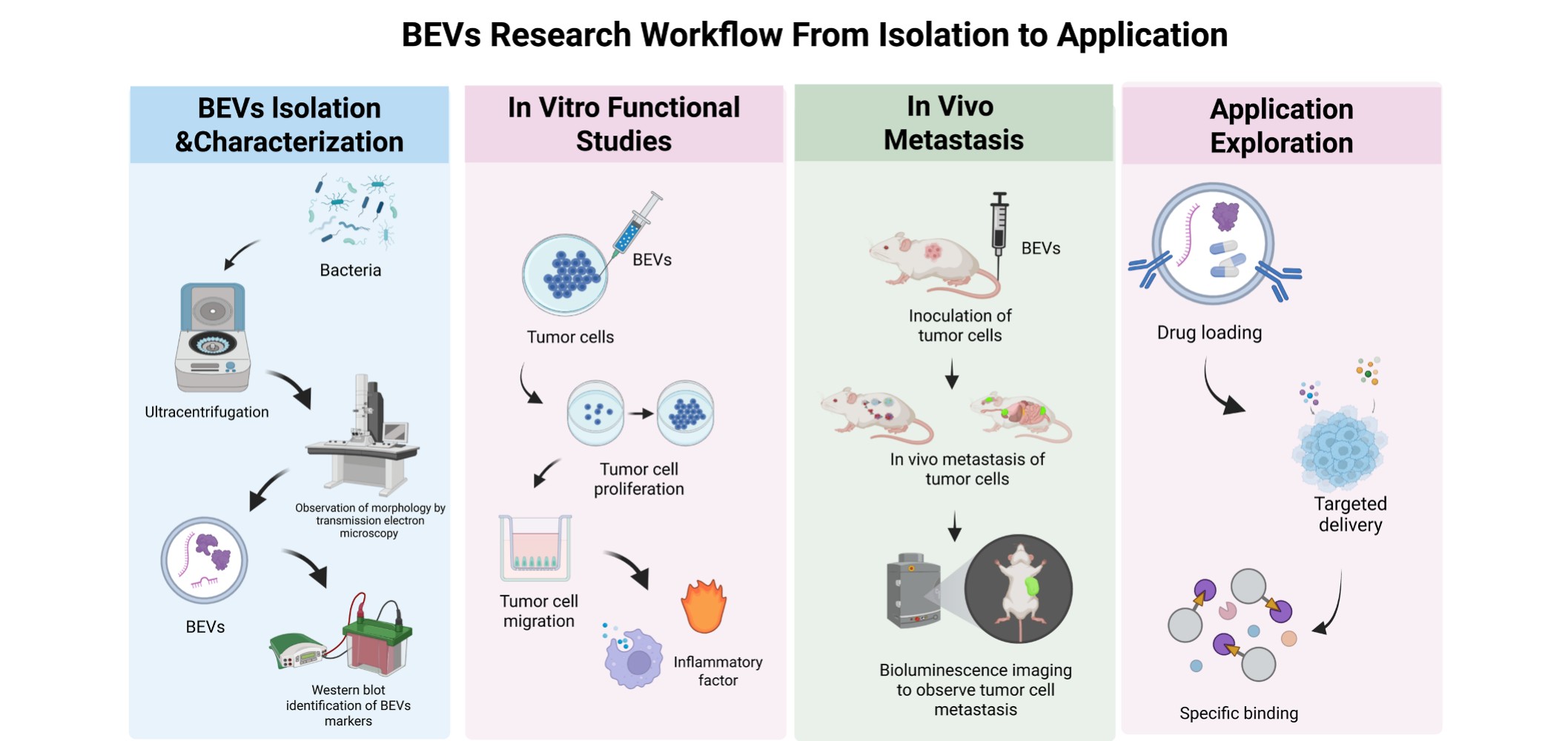 Tiny bacterial vesicles could help shape precision cancer treatment