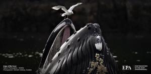 Professional Photographer of the Year - Edge of the Feast by MICHELLE VALBERG