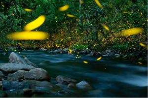 Hundreds of glowing fireflies illuminate a lush forest above a flowing creek, their golden trails filling the trees and reflecting the movement of a summer night.