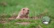 Cincinnati OH Groundhog Removal Laws: Homeowner Compliance Alert Issued