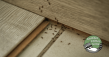 Another Critter Gone Adds Full Pest Control Services in Cincinnati Area