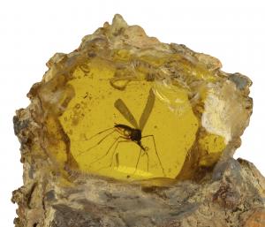 Jurassic Park Amber Fossil