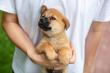 Vernon Dog Training Encourages Tampa Families to Begin Puppy Training Before Early Habits Take Hold