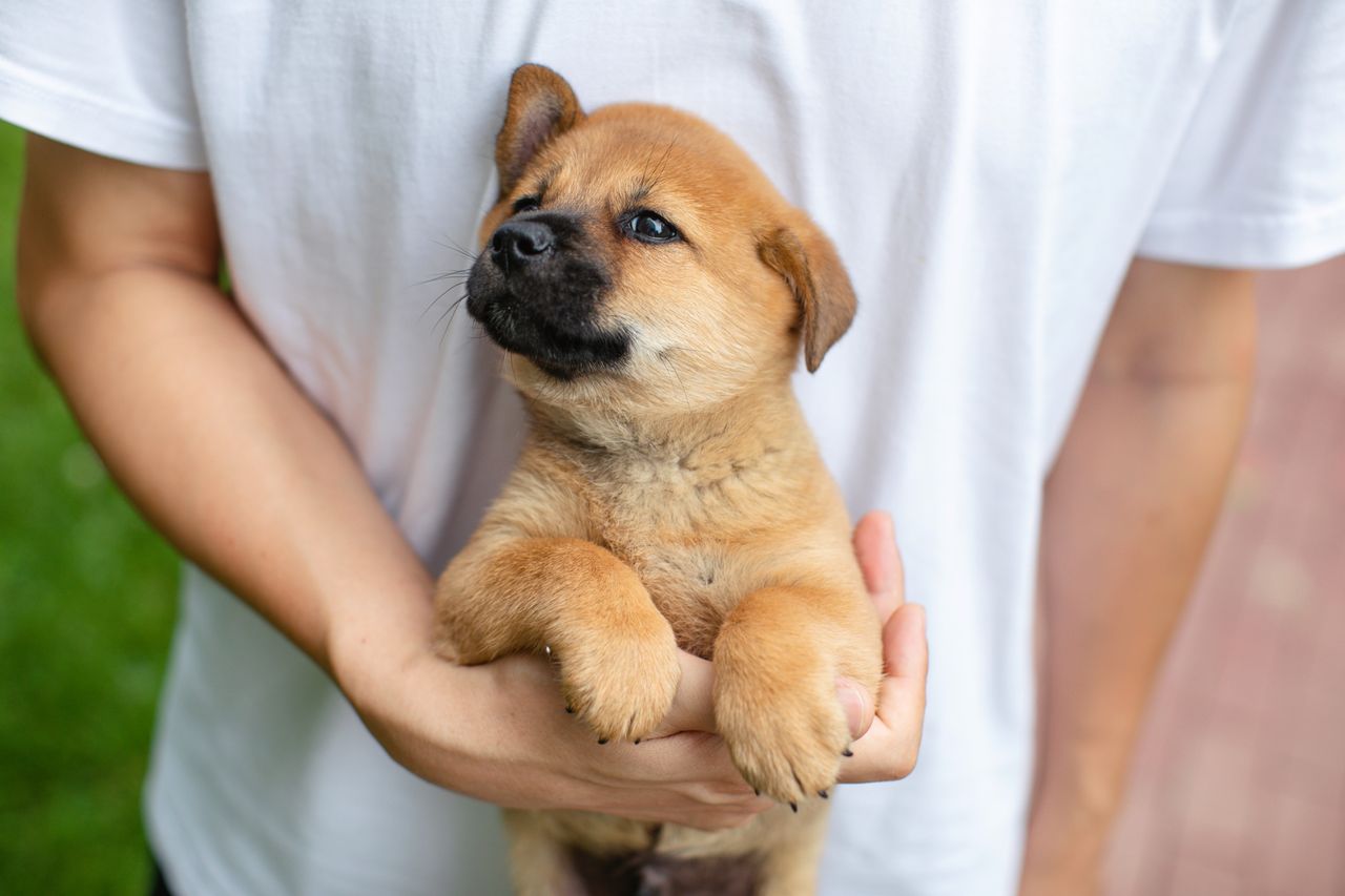 Vernon Dog Training Encourages Tampa Families to Begin Puppy Training Before Early Habits Take Hold