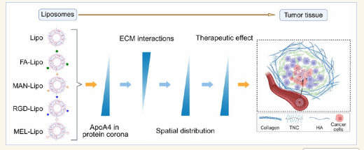 From Ion Regulation to Nanomedicine Delivery: The Silent Supporting Force Behind Two ACS Nano Studies