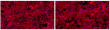 Low-Passage Mesenchymal Stem Cells from Cloud-Clone Empower Global Scientific Research