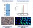 Cloud-Clone’s Integrated Research Toolkit Propels Global R&D of Anti-Aging Drugs for UV-Damaged Skin