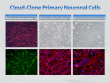 Full Lineage Multi-Species Primary Neural Cells Launched: Cloud-Clone Powers Neuroscience & Regenerative Medicine R&D