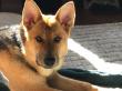 German Shepherd Returns to an Active Lifestyle Following VetStem Cell Therapy for Gracilis Myopathy