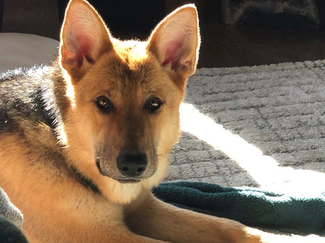 German Shepherd Returns to an Active Lifestyle Following VetStem Cell Therapy for Gracilis Myopathy