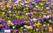 Crocus Named 2026 Bulb of the Year by National Garden Bureau and Flowerbulb.eu