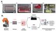 4D-printed breast cancer model mimics duct-like tissue explains treatment resistance