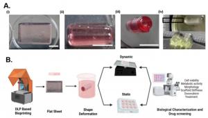 In a recent study researchers developed a visible-light 4D bioprinting platform that self-folds into duct-like, perfusable breast cancer scaffolds and shows how tissue shape, stiffness and flow-like cues influence triple-negative breast cancer cell behavior and drug response