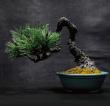Take Home a Memory of Japanese Bonsai from Shiba Park Hotel