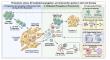 Cleaning up stem cell therapy: removing oxidized SOD1 restores youth and safety