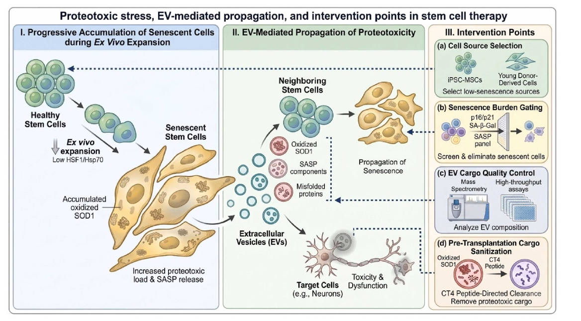 Cleaning up stem cell therapy: removing oxidized SOD1 restores youth and safety