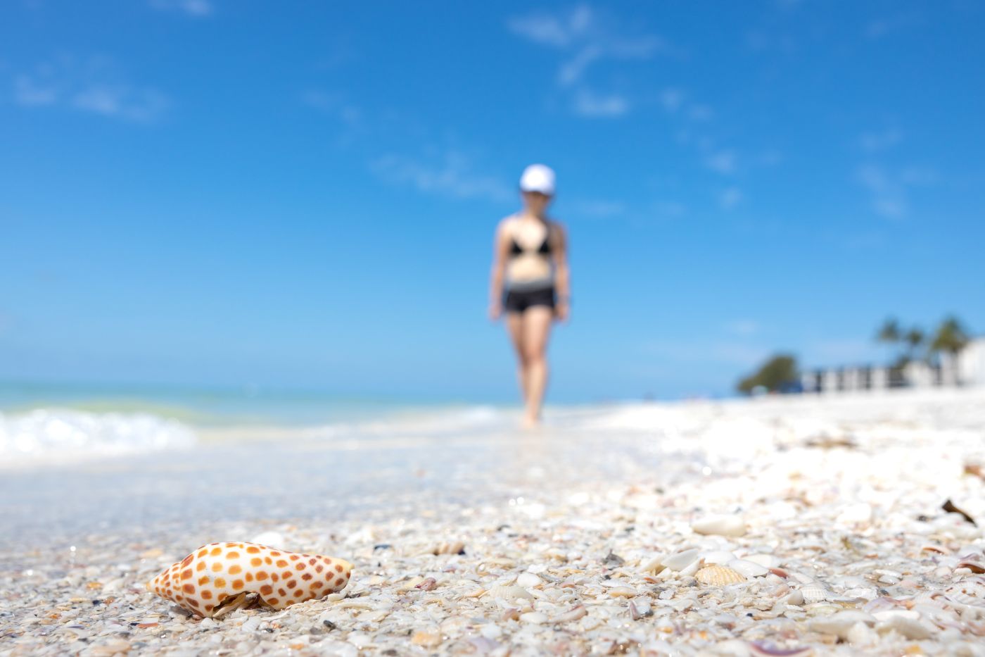 Marine life experts lead travelers on deep dive during Nov. Shell Lover’s Weekend on North America’s best shelling beach