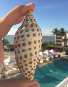 Sanibel Island, Florida offers the top beaches for shell collecting and Sundial's Shell Lover's weekend help beachcombers take a deep dive into the experience.